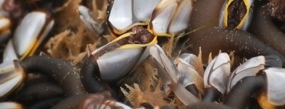 Pelagic Goose Barnacle Patterns