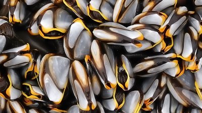 Pelagic Goose Barnacle Patterns