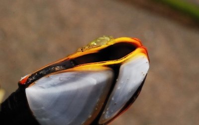barnacle head close-up