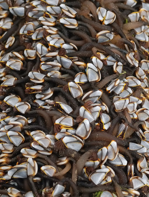 Pelagic Goose Barnacle Patterns