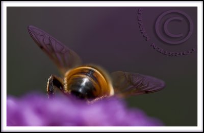 20080830_2276 copy.jpg