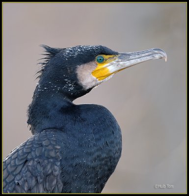 Aalscholver - Cormorantant