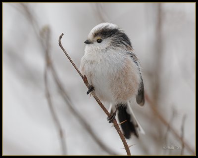 Staartmees -  Long-tailed Tit