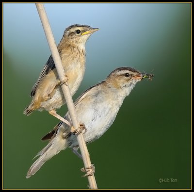 Rietzanger - Sedge Warbler