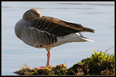 Grauwe Gans - Greylag Goose