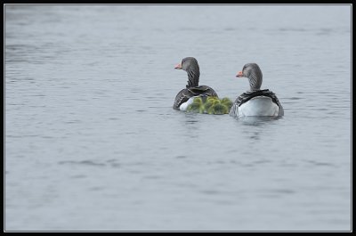 Grauwe Gans - Greylag Goose