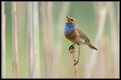 Blauwborst - Bluethroat