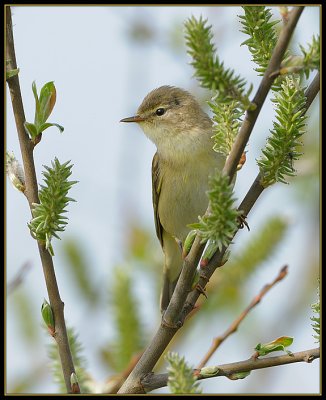 Fitis - Willow Warbler