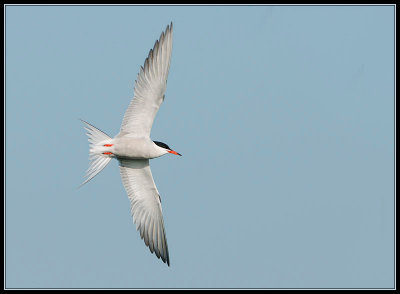 Visdief - Common Tern