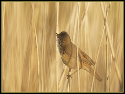 Kleine Karekiet - Reed Warbler