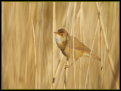 Kleine Karekiet - Reed Warbler