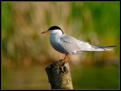 Visdief - Common Tern