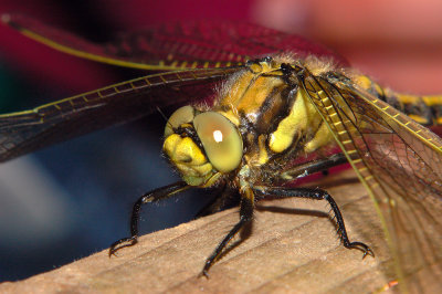 DRAGONFLY