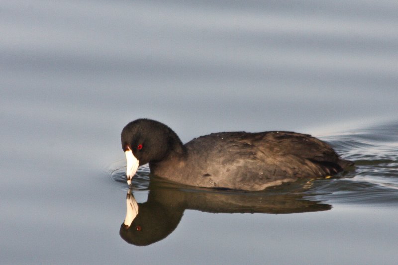 American Coot