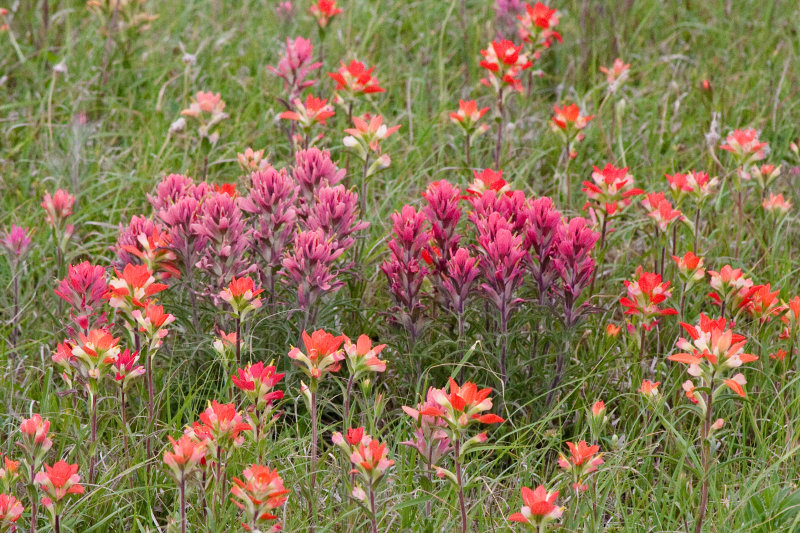 Prairie Paintbrush