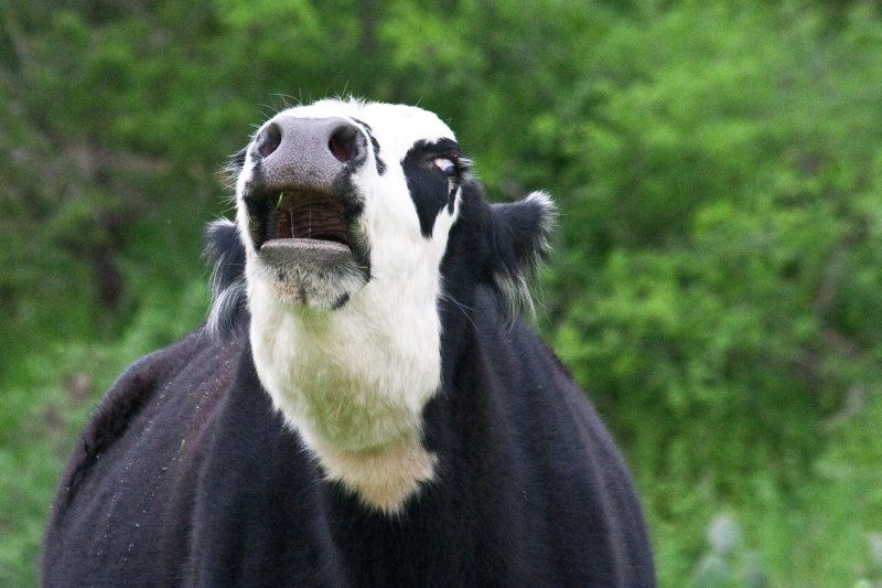 Moooooooooo!
