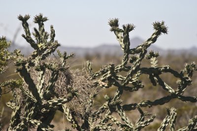 Bird's nest on the cactus.