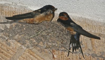 Swallows nesting on the porch of the Gage Hotel.