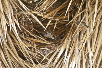 A sparrow's nest...