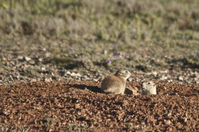 Back on the road,  heading home and I stop to watch a family of prairie dogs.
