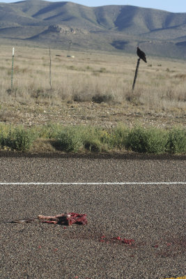 DOH!  Roadkill... and look who's watching.