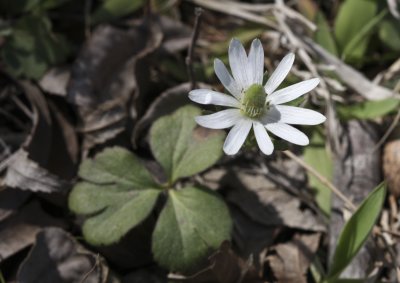 Anemone berlandiera