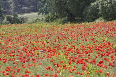 A field of poppies...
