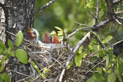 Baby Kingbirds