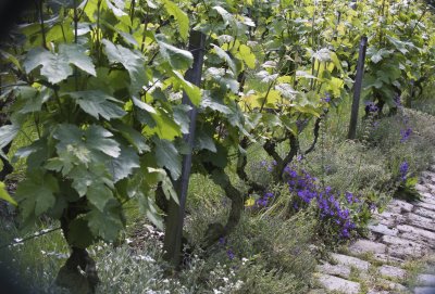 Yes, there is a vineyard in Montmartre...