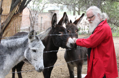 Anado has rescued several burros...