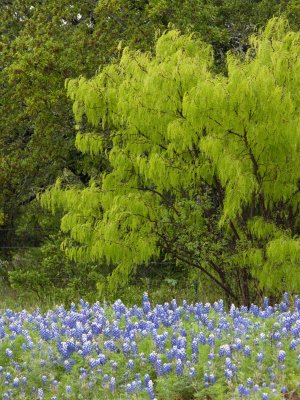 Bluebonnets and mesquite tree...