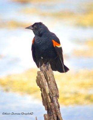 Carouge - Red Winged Blackbird