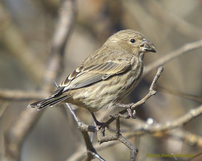 Roselin Familier - House Finch