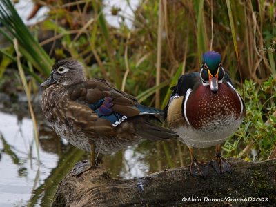 Canard Branchu (couple) - Wood Duck (couple)