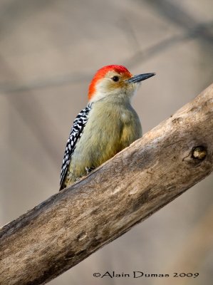 Pic  ventre roux Mle - Male Red-Bellied Woodpecker - 001