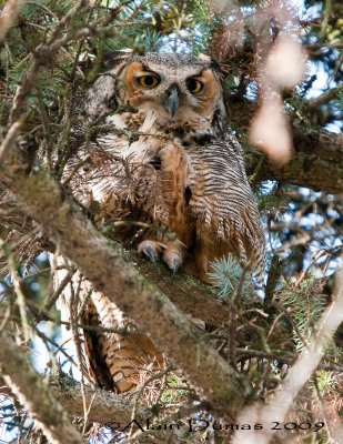 Grand-Duc - Great Horned Owl