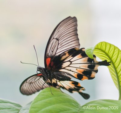 Papilio Memmon 001