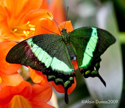 Papilio Papinurus 003