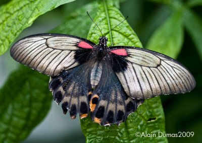 Papilio Memmon 004