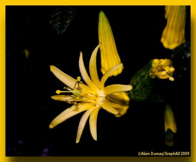 Passiflore - Passion Flower