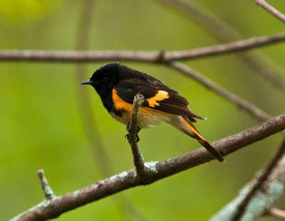 Paruline Flamboyante Mle - Male American Redstart