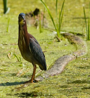 Hron Vert - Green Heron