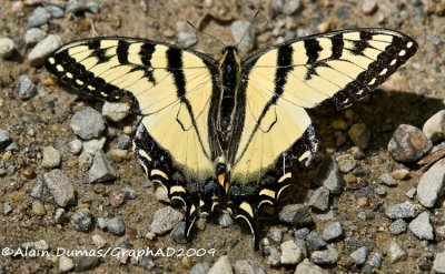 Papillon Tigr Du Canada