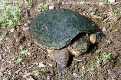 Tortue Serpentine Femelle - Female Snapping Turtle