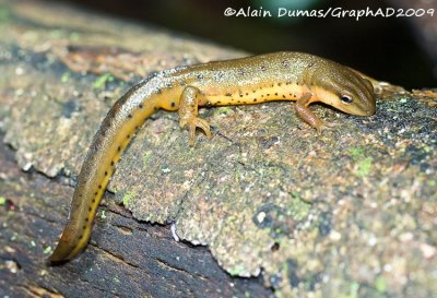 Triton Vert - Eastern Newt