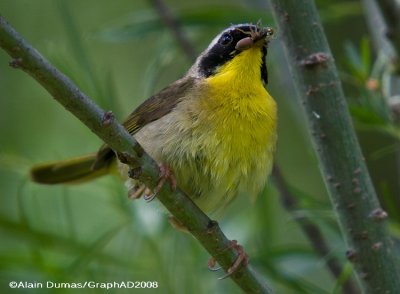 Paruline Masque Mle - Male Common Yellowthroat
