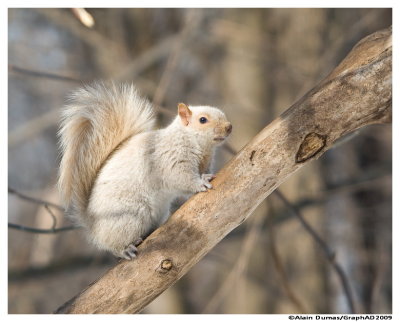 cureuil Gris (Leucique) - Eastern Gray Squirrel (Leucism)