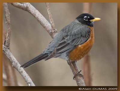 Merle d'Amrique Mle - Male American Robin