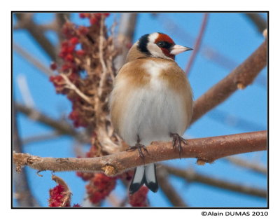 Chardonneret lgant - European Goldfinch 205915AC.jpg