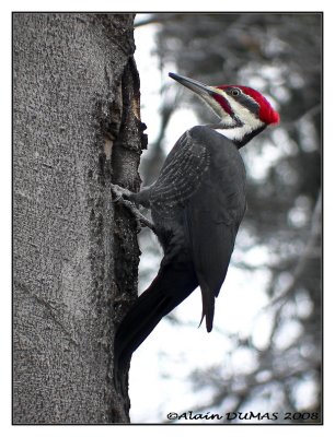 Grand Pic Mle - Male Pilated Woodpecker